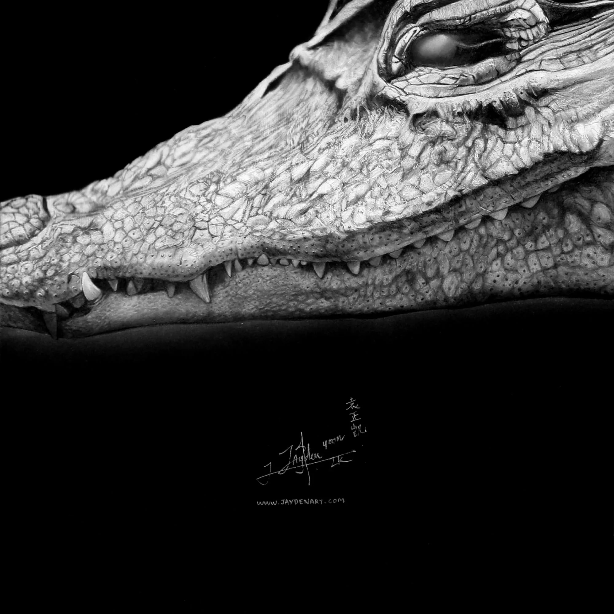 Crocodile: Chalk & Charcoal Sketch, chalk and charcoal drawing