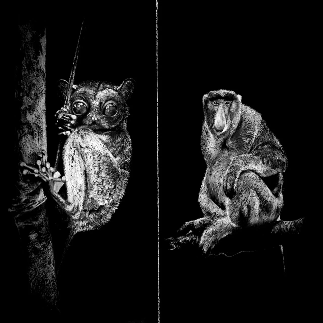 Monkey: Chalk & Charcoal, chalk and charcoal drawing