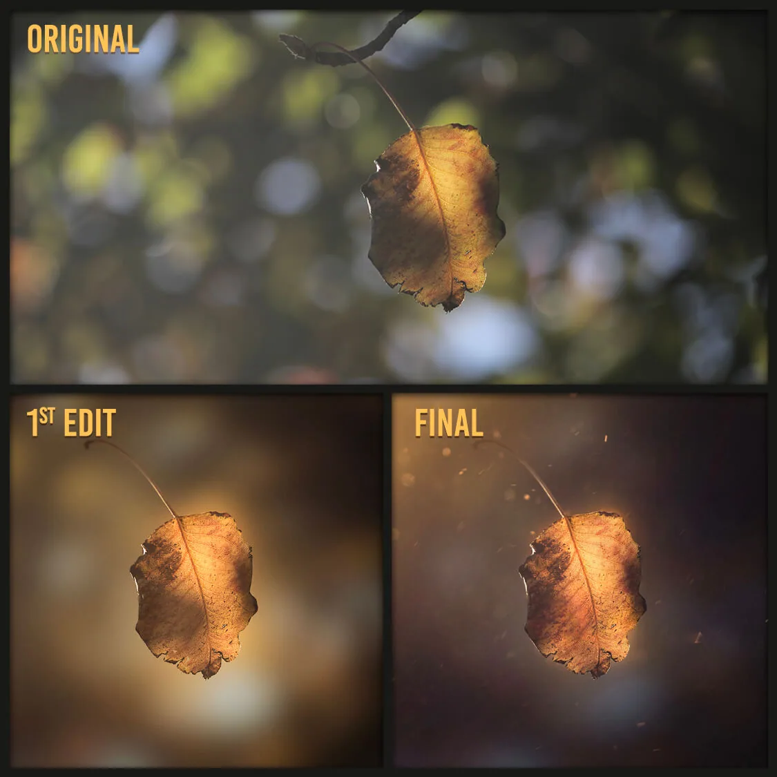 The Magical Leaf, photograph