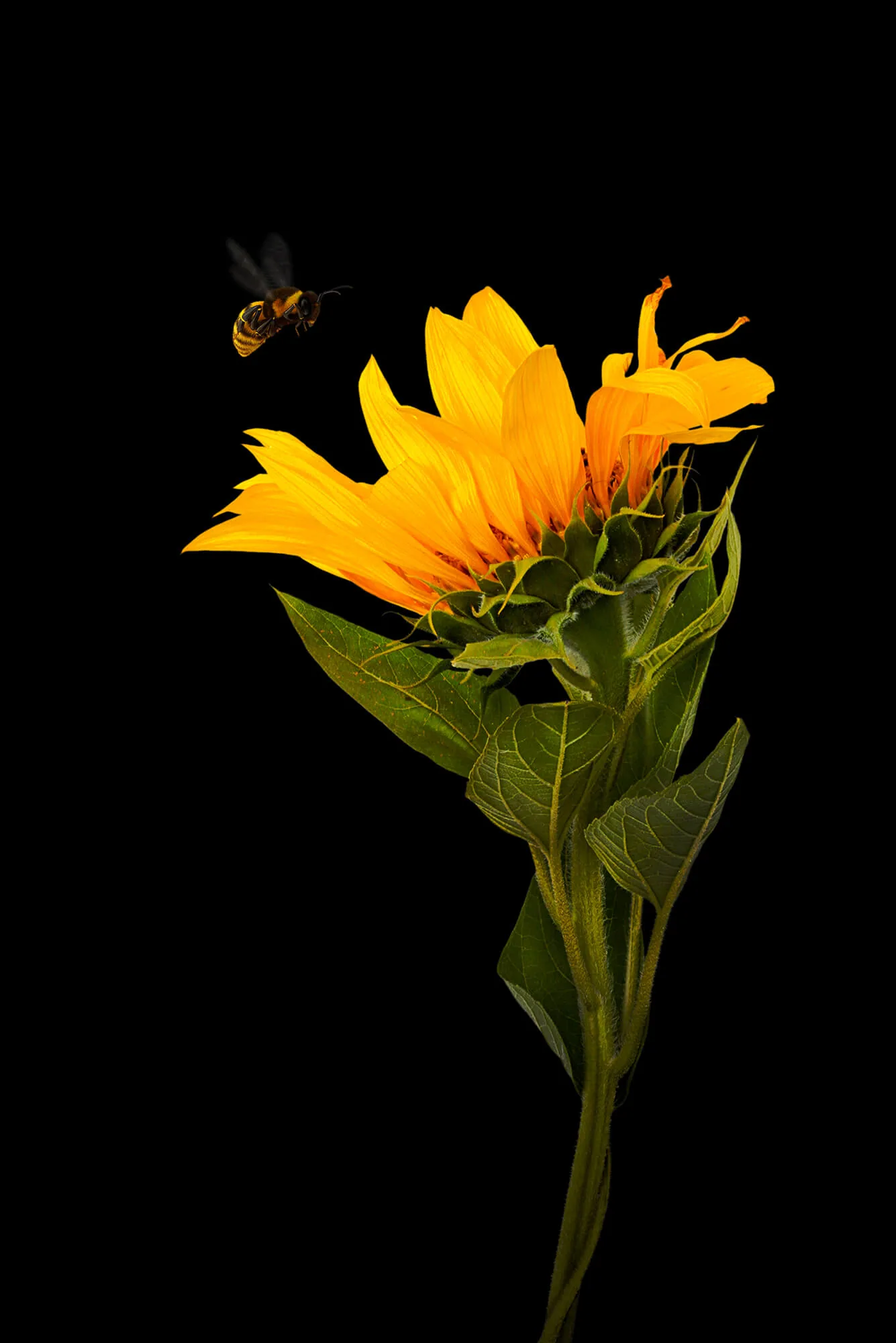 The Sunflower & The Bee, 3D artwork